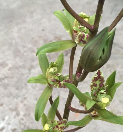 牡丹花出现枯叶时的急救措施是什么？
