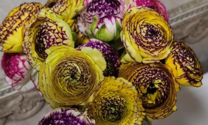 牡丹花出现枯叶时的急救措施是什么？