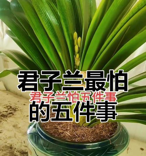 两棵君子兰盆栽如何避免互相影响？