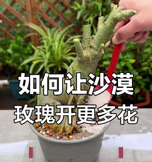 玫瑰花修剪根部对开花有何影响？