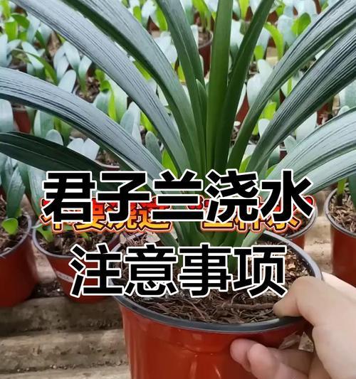 君子兰盆栽两棵一起养时需要注意什么？