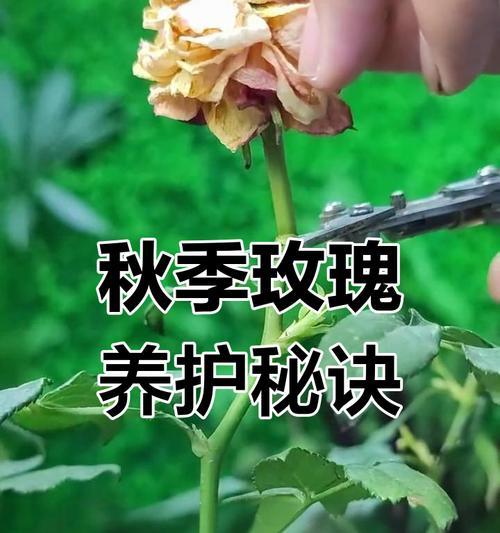 玫瑰花修剪根部的步骤详细说明是什么？
