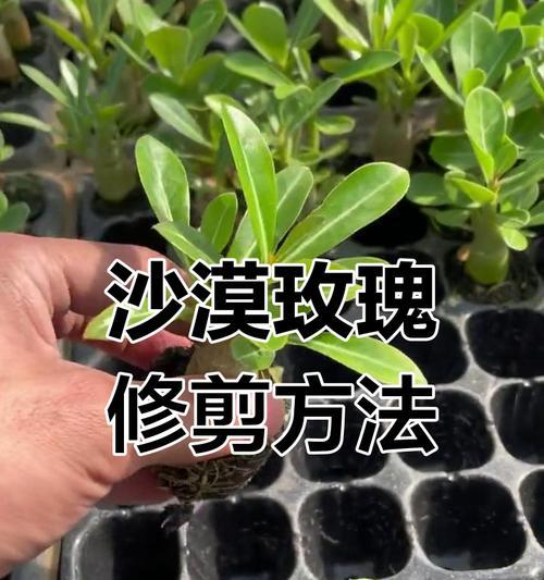 玫瑰花修剪根部的步骤详细说明是什么？