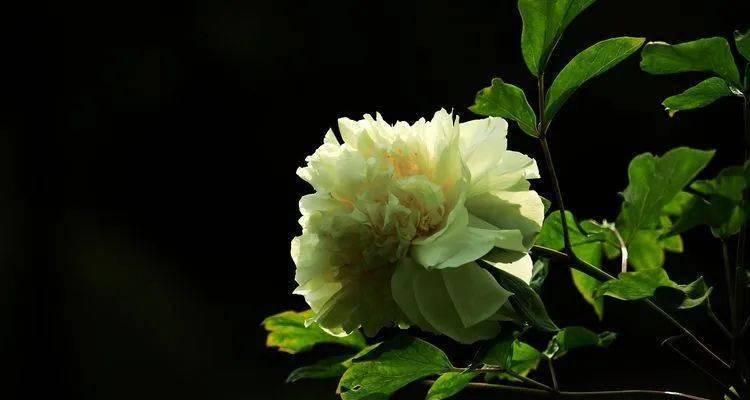 牡丹花枯叶问题的解决方法有哪些？