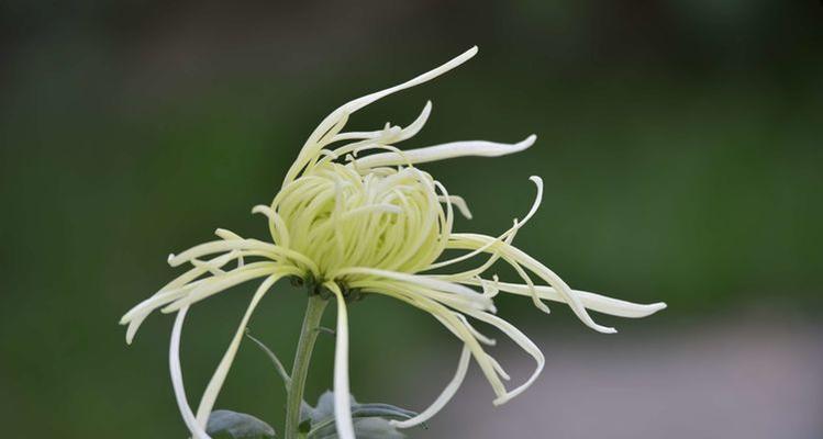 牡丹花枯叶问题的解决方法有哪些？