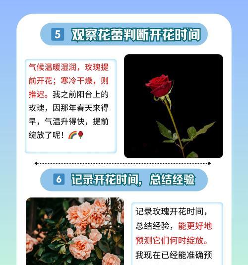玫瑰花修剪根部后多久可以重新开花？