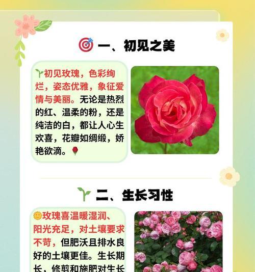 玫瑰花修剪根部后多久可以重新开花？