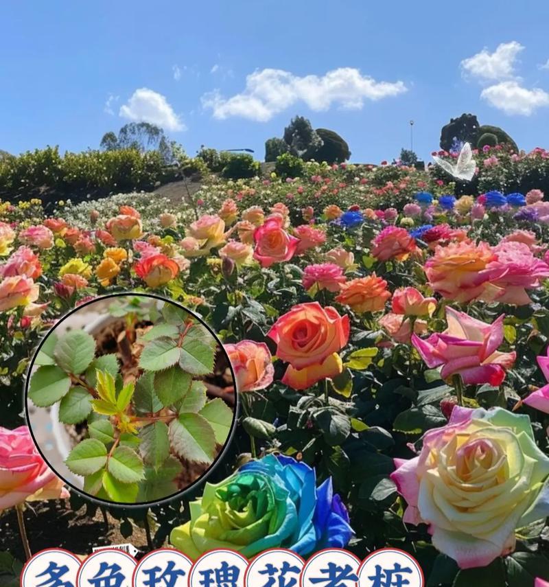 玫瑰花修剪根部后多久可以重新开花？