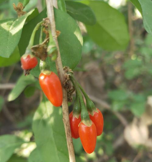 牡丹花枯叶问题的预防措施是什么？