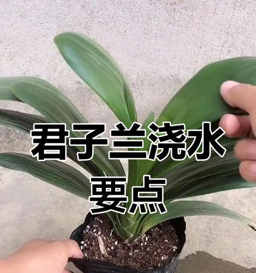 两棵君子兰盆栽如何保持健康生长？