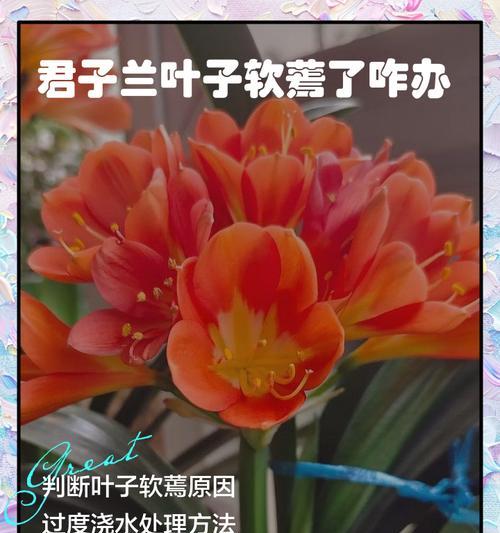君子兰叶子被雨水淋湿后会怎样？