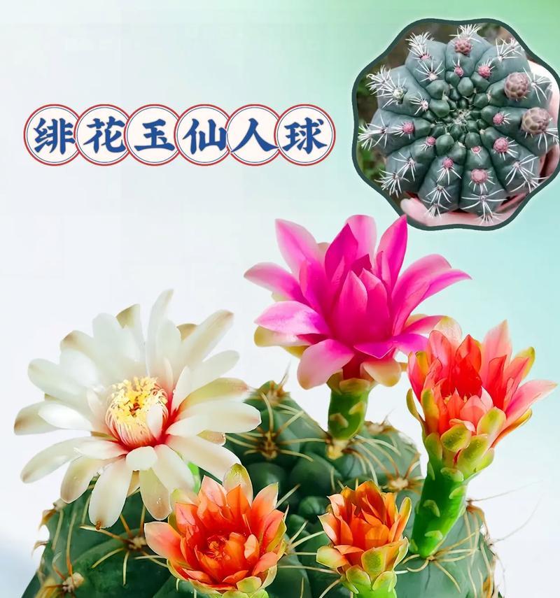 红花火焰仙人球开花需要哪些条件？