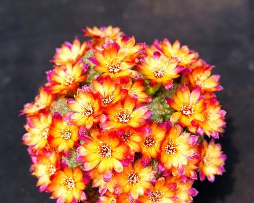 红花火焰仙人球开花需要哪些条件？