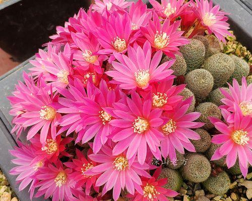 红花火焰仙人球开花需要哪些条件？