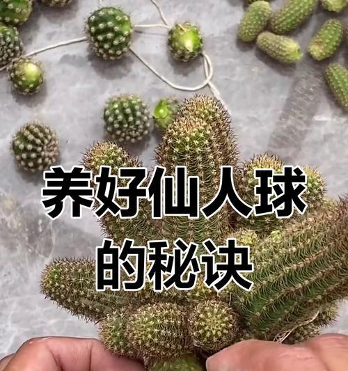 十八年仙人球的养护秘诀是什么？