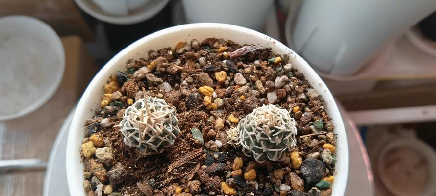 仙人球极光侧芽的特征是什么？
