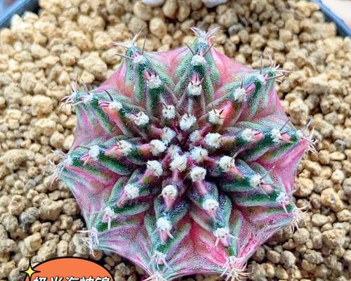 仙人球极光侧芽的特征是什么？