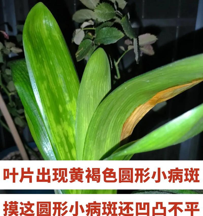 君子兰叶子发黄的原因是什么？