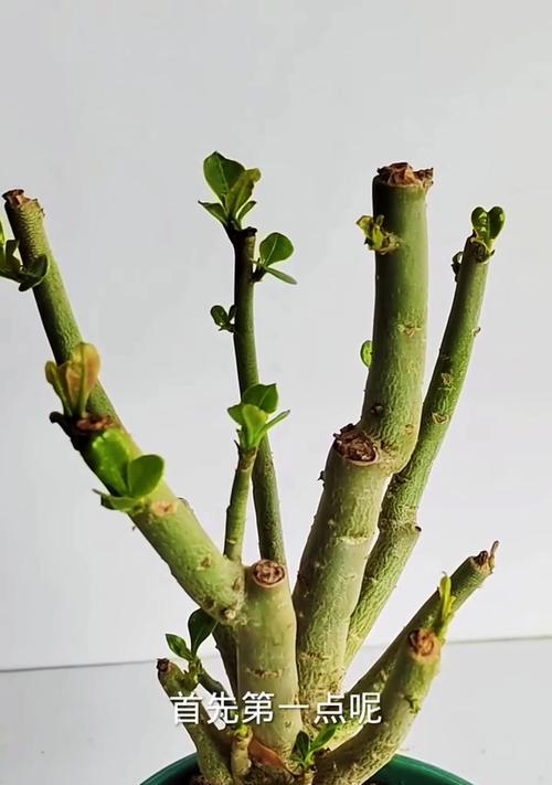 如何正确折叠玫瑰花的叶子？