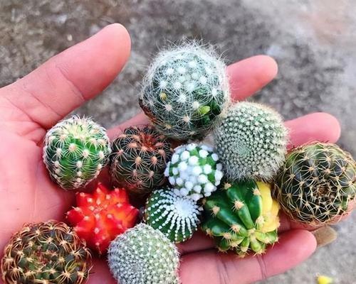 三文鱼仙人球繁殖的方法有哪些？