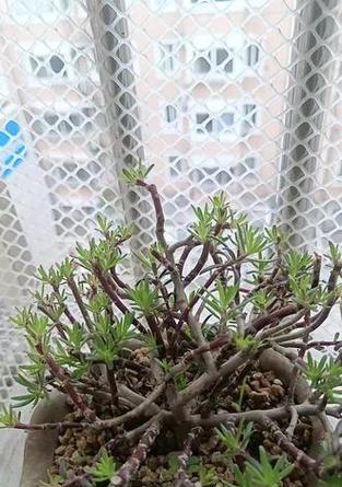 牡丹花修剪枝条的必要性是什么？