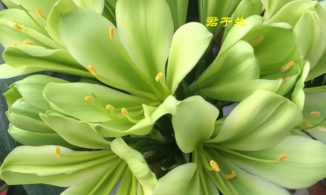 君子兰掐头后的种植步骤是什么？