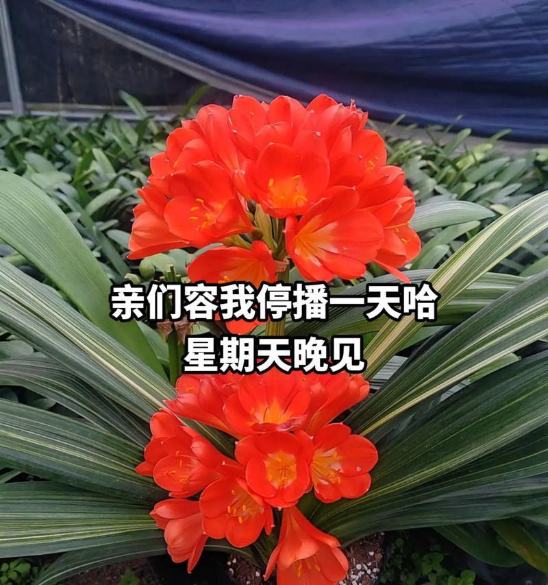 君子兰掐头后的种植步骤是什么？