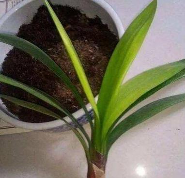 君子兰旁边长小芽的原因是什么？