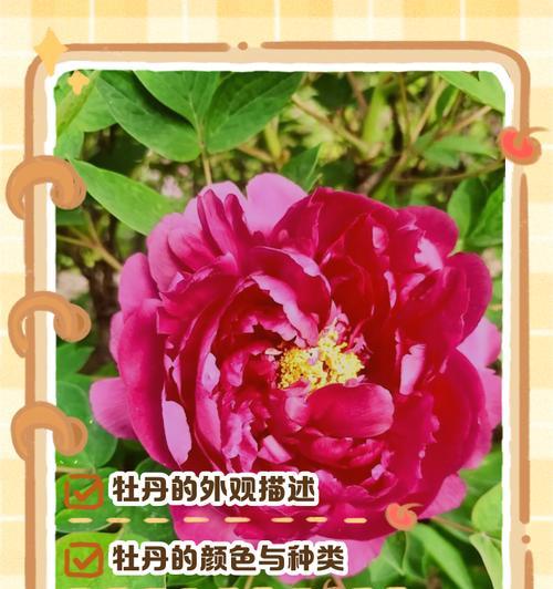 半枯萎牡丹花的外观特征是什么？
