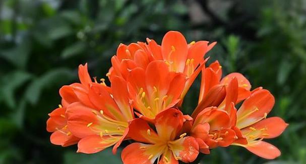 君子兰花剑的花蕊有何特点？