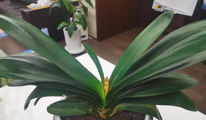 君子兰花剑的花蕊有何特点？