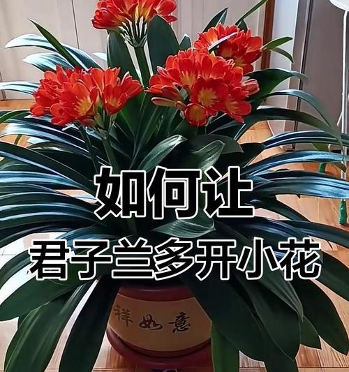 君子兰花剑的花蕊有何特点？