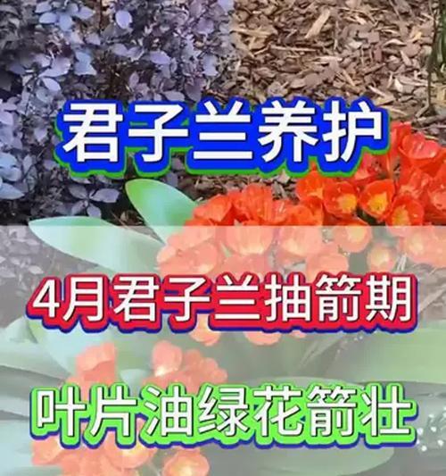 君子兰开花后如何养护以促进结果？