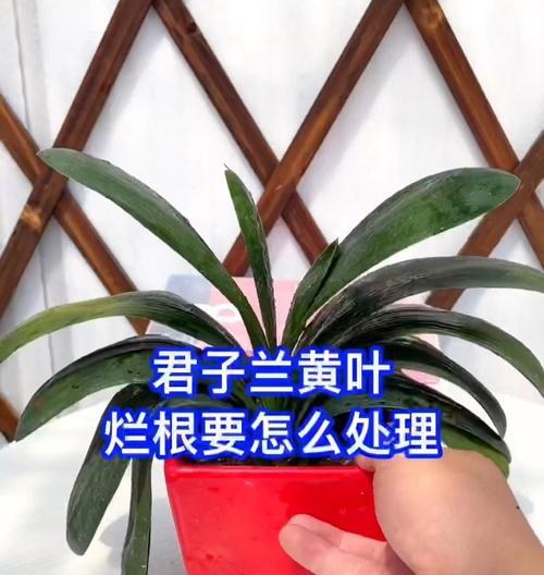 君子兰出现黄叶应如何处理？