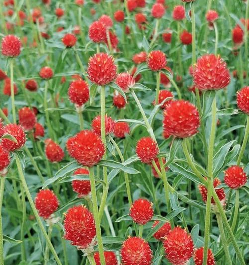 千日红的花语包含哪些意义？
