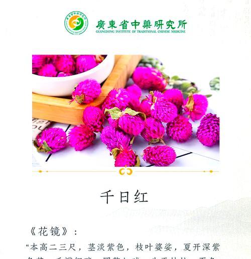 千日红的花语包含哪些意义？