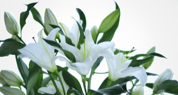 四季青的花语有哪些含义？