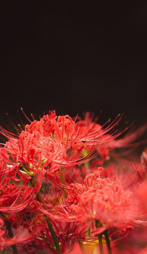 彼岸花的花语是什么？还有哪些花与之相同？