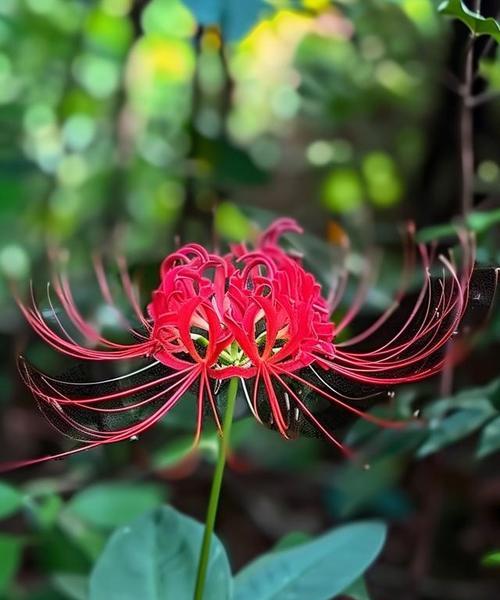 彼岸花的花语是什么？还有哪些花与之相同？
