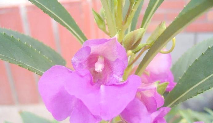 粉红色凤仙花的花语是什么？