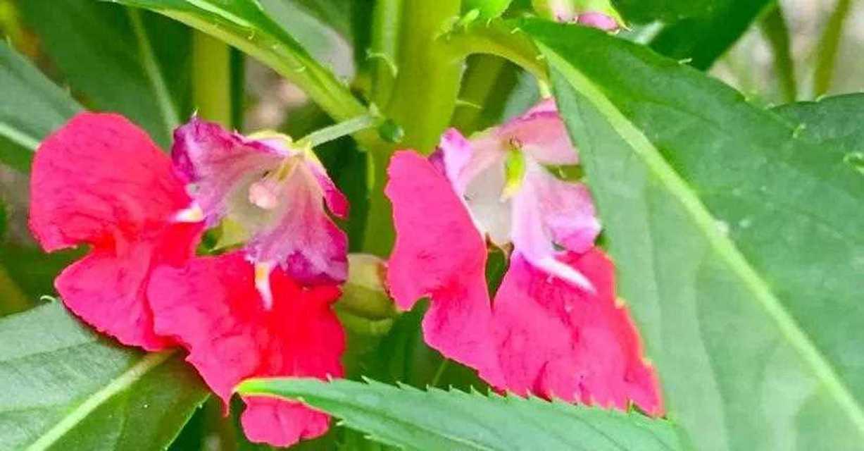 粉红色凤仙花的花语是什么？