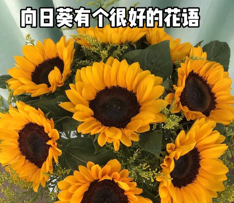 向日葵有哪些不同的花语？