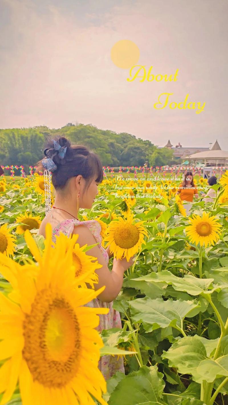 向日葵有哪些不同的花语？