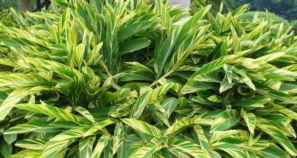 花叶万年青花语寓意是什么？它象征着什么？