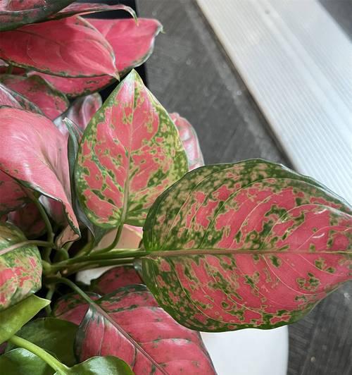 花叶万年青花语寓意是什么？它象征着什么？