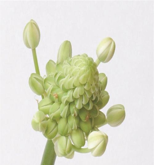 万年青的花语和传说是什么？万年青花语背后的故事？