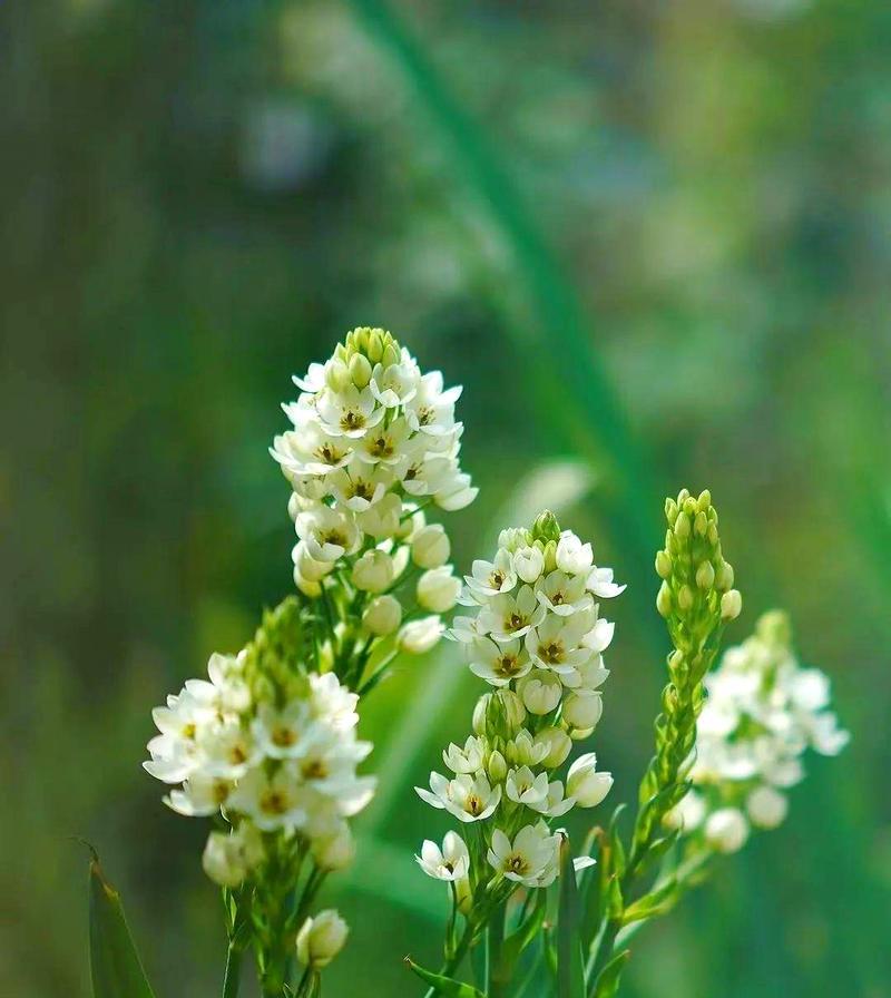 万年青的花语和传说是什么？万年青花语背后的故事？