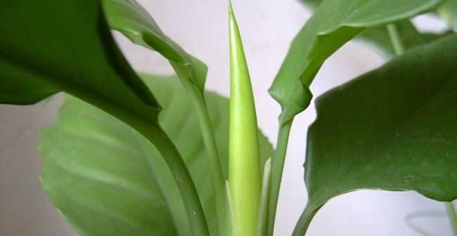 万年青的花语和传说是什么？万年青花语背后的故事？