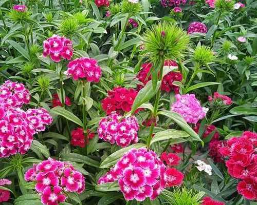 五彩石竹花语和禁忌是什么？石竹花语有哪些讲究？