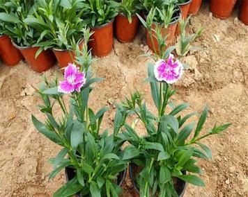 五彩石竹花语和禁忌是什么？石竹花语有哪些讲究？